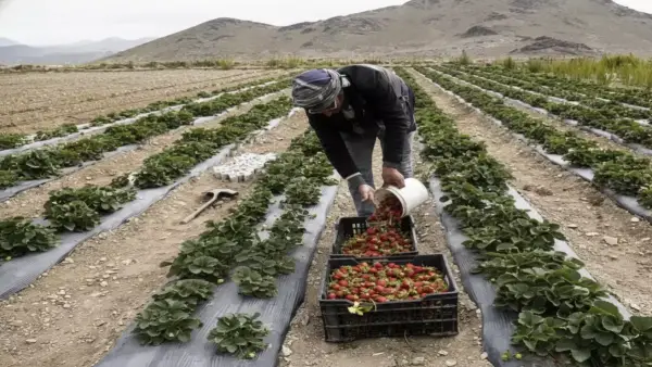 أرباح خيالية.. اليمن يبدأ استثمار كنزه الأخضر بمواصفات تنافس الأسواق العالمية