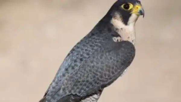 أسرع طائر في الكوكب.. خطة عالمية لإنقاذ صقر الحلزون من خطر الانقراض