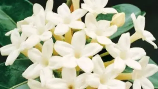 أسعار أشجار الياسمين البلدي في بورسعيد تبدأ من 30 جنيهاً