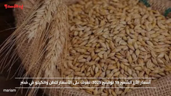 أسعار الأرز الشعير 19 نوفمبر 2025: تعرف على الأسعار للطن والكيلو في مصر