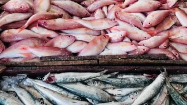 أسعار الأسماك تقفز في أسواق مطروح والوقار يسجل 400 جنيه.