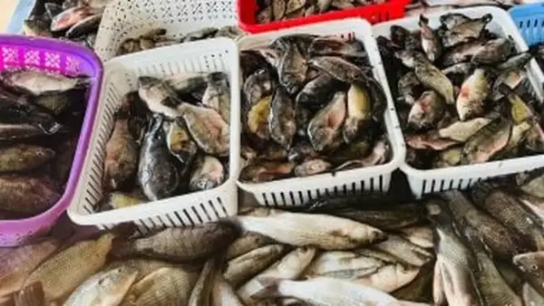 أسعار الأسماك في أسواق مطروح اليوم: ارتفاع سعر البوري إلى 160 جنيهاً