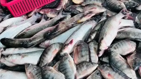 أسعار الأسماك في كفر الشيخ اليوم الجمعة: كيلو البلطي يصل إلى 55 جنيهاً