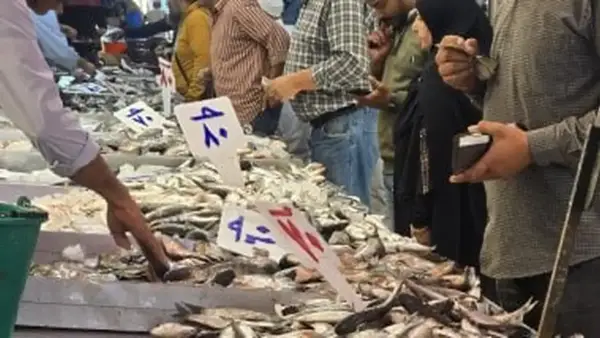 أسعار الأسماك في مطروح اليوم الخميس: التونة تتصدر بـ180 جنيهًا للكيلو