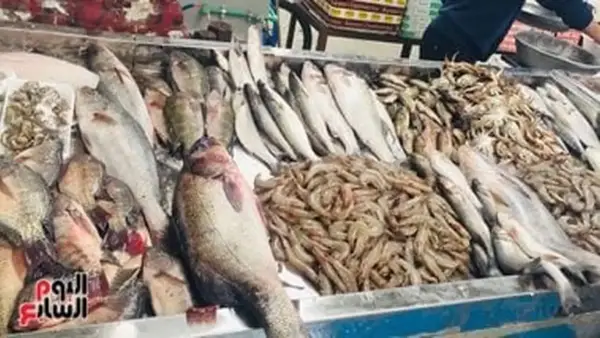 أسعار الأسماك في مطروح اليوم: الدراك يسجل 160 جنيهًا والارتفاع يؤثر على الأسواق المحلية
