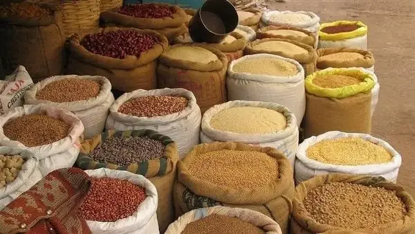 أسعار الأعلاف والحبوب اليوم: تحركات أسعار الذرة والصويا تؤثر على تكلفة الإنتاج الزراعي