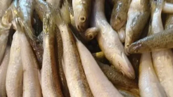 أسعار البلطى في الإسكندرية تستقر عند 85 جنيهًا مع ثبات سوق الأسماك