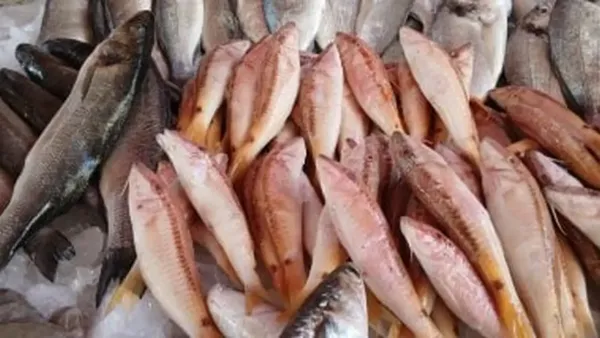 أسعار البلطى في القليوبية اليوم الجمعة 5-12-2025 وتأثيرها على استهلاك السمك المحلي