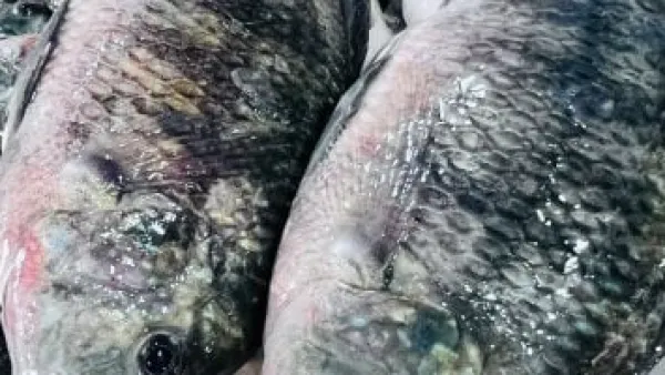 أسعار البلطي وأسواق الأسماك في كفر الشيخ السبت 20 ديسمبر 2025: تحديث مفصل للمستهلكين