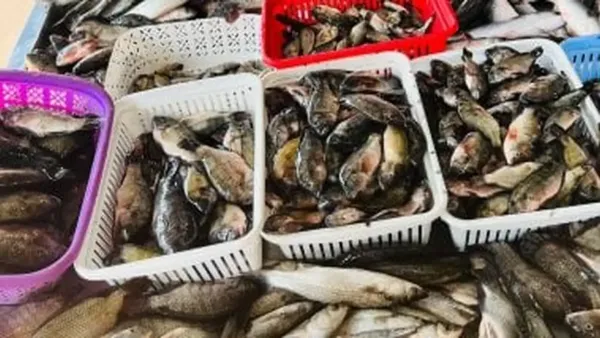 أسعار البلطي وأسواق الأسماك في كفر الشيخ اليوم الأربعاء 17 ديسمبر 2025