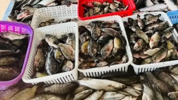 أسعار البلطي وأسواق الأسماك في كفر الشيخ اليوم الأربعاء 17 ديسمبر 2025