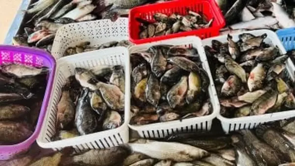 أسعار البلطي وأسواق الأسماك في كفر الشيخ تحدد خيارات المستهلكين الخميس 18 ديسمبر 2025