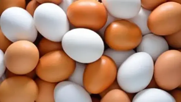 أسعار البيض تضع ضغوطًا جديدة على ميزانية الأسر في كفر الشيخ.