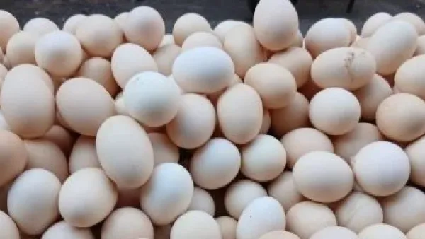 أسعار البيض في سوهاج تصل إلى 4.17 جنيه مع استقرار أسعار البقوليات اليوم السبت