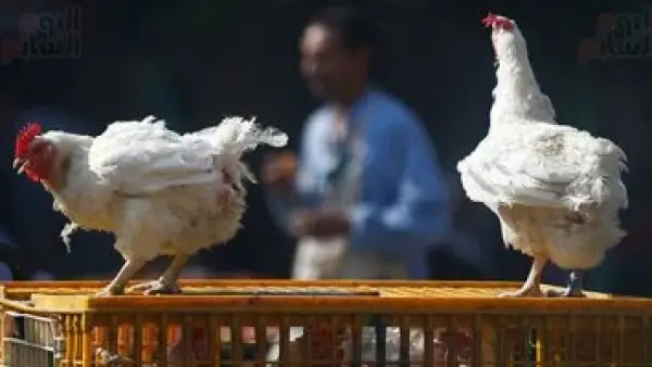 أسعار الدواجن تتراجع.. كيلو الفراخ البيضاء يصل إلى 79 جنيهًا للمستهلك في الأسواق