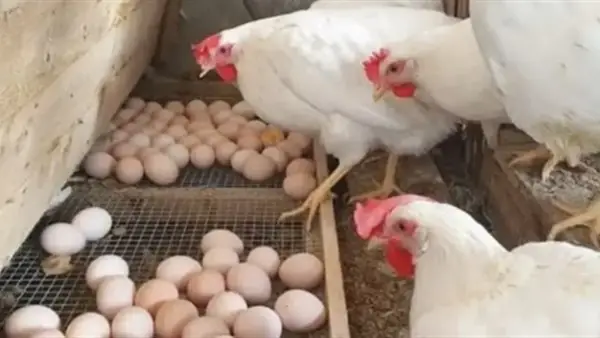أسعار الدواجن في بورصة الفراخ البيضاء اليوم: تحديث شامل لتقلبات السوق المصرية