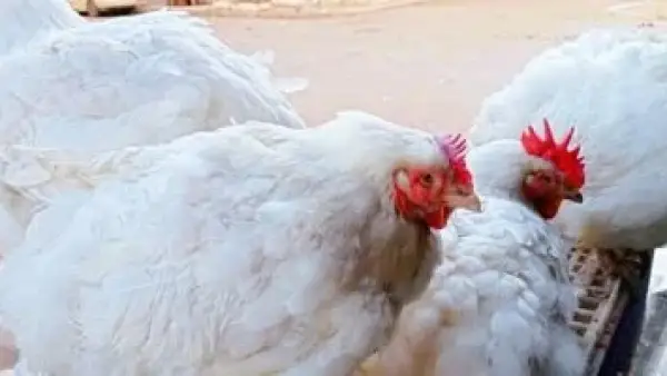 أسعار الدواجن في كفر الشيخ يوم الجمعة 21 نوفمبر.. الفراخ عند 71 جنيهًا