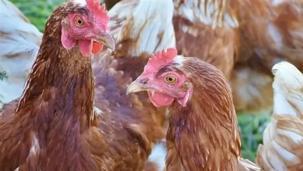 أسعار الدواجن والبيض الأحد 14 ديسمبر 2025 تحدد اتجاهات السوق وتؤثر على ميزانية المستهلكين