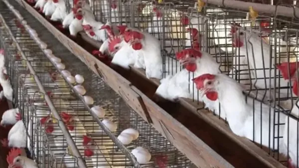 أسعار الدواجن والبيض ترتفع مجددًا في الأسواق الأربعاء 17 ديسمبر 2025 وتأثيرها على تكلفة المعيشة