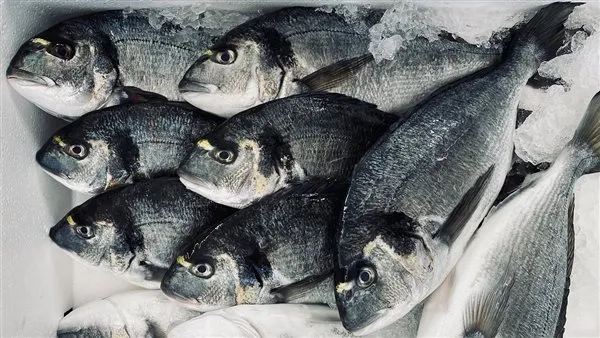 أسعار السمك اليوم الأحد 21 ديسمبر 2025 تتراجع عقب موسم الصيد الصيفي