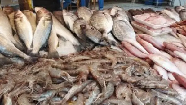 البلطي يسجل 70 جنيهًا.. قائمة أسعار السمك الكاملة في أسواق القليوبية اليوم