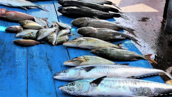 أسعار السمك اليوم الجمعة 5-12-2025: تغيرات تؤثر على ميزانية الأسر والمستهلكين