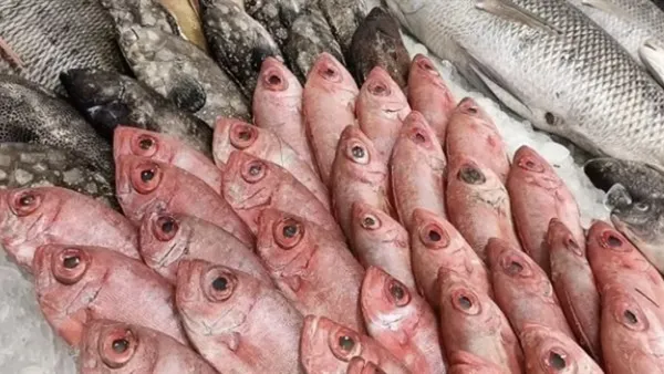 أسعار السمك في سوق العبور تستمر في الاستقرار وسط ثبات العرض والطلب