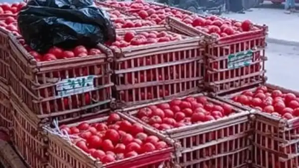 أسعار الطماطم والخضراوات والفواكه في أسواق قنا اليوم وتحليل أسباب ارتفاعها