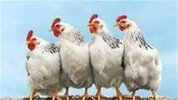 أسعار الفراخ البيضاء في بورصة الدواجن المصرية تستقر الأربعاء 17 ديسمبر 2025