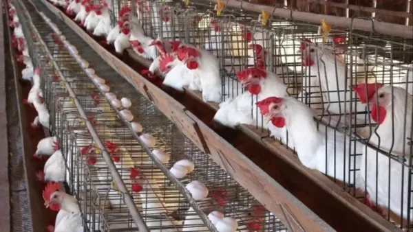 أسعار الفراخ البيضاء في بورصة الدواجن اليوم الأربعاء 17 ديسمبر 2025 وتيار العرض والطلب المؤثر عليها