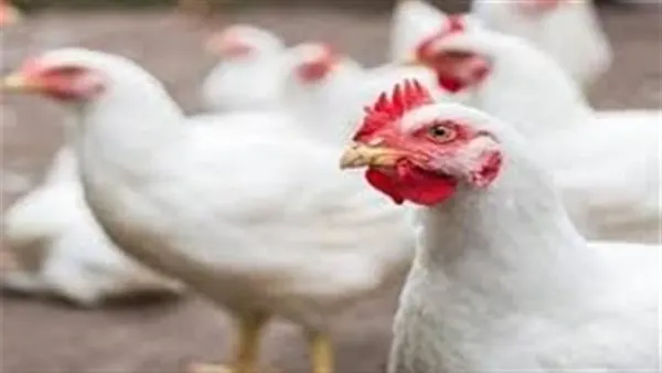 أسعار الفراخ البيضاء في بورصة الدواجن تستقر اليوم 9 ديسمبر بعد تذبذب سابق