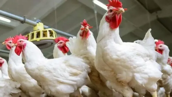 أسعار الفراخ البيضاء والساسو تتراجع في الأسواق الجمعة 19 ديسمبر 2025 وتحقيق استقرار ملاحَظ في العرض والطلب