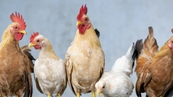 أسعار الفراخ تتباين في الأسواق المصرية يوم الجمعة 21 نوفمبر 2025 وسط مؤشرات البورصة الرسمية