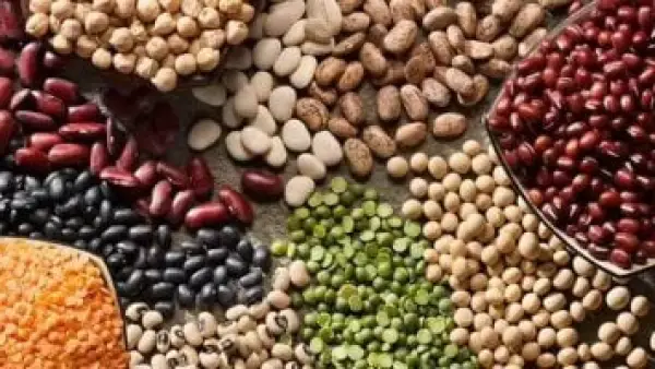 أسعار الفول البلدي وأبرز البقوليات في كفر الشيخ الجمعة 21 نوفمبر 2025