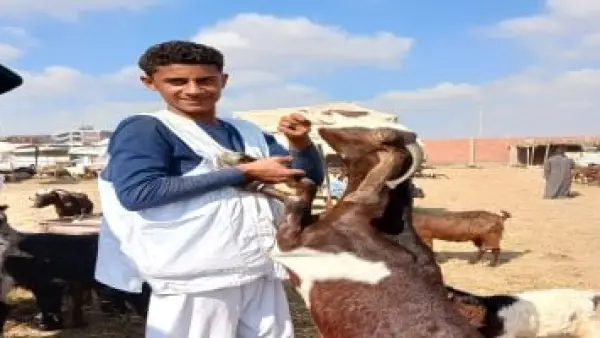 أسعار الماعز تشعل المنافسة في سوق الشرقية.. والتجار يكشفون سر الإقبال على "الوزن الخفيف"