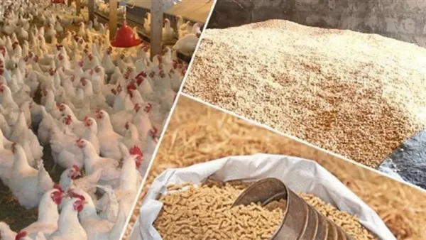 ارتفاع 200 جنيه في طن الردة يؤثر على أسعار الأعلاف والحبوب في الأسواق اليوم
