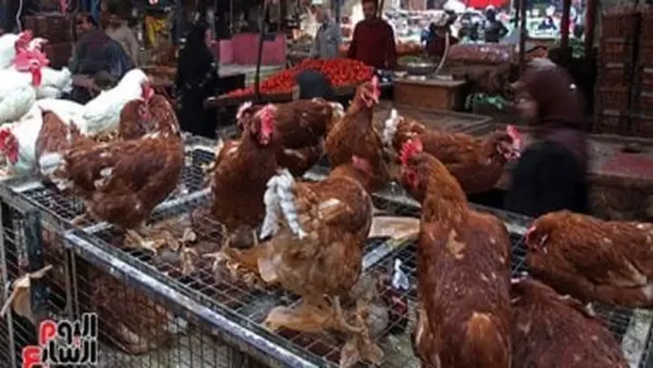 استقرار أسعار الفراخ البيضاء والبلدي والبيض يحافظ على توازن السوق في الأقصر اليوم
