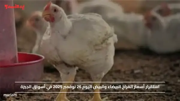 استقرار أسعار الفراخ البيضاء والبيض اليوم 26 نوفمبر 2025 في أسواق الجيزة