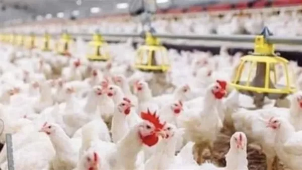 استقرار أسعار الفراخ البيضاء يعزز استقرار سوق الدواجن المصرية اليوم