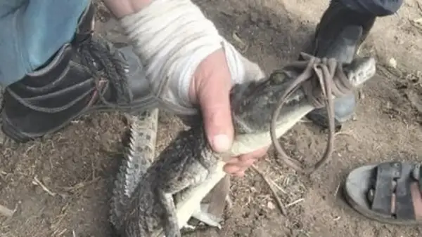 اصطياد التمساح في قرية الزوامل بعد 6 أيام من البحث المكثف