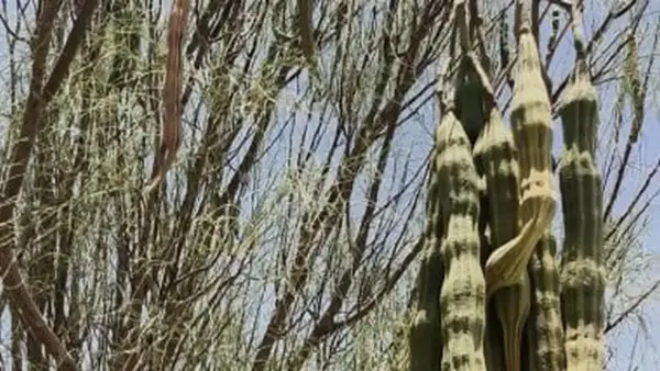 الإرث المحلي والتنمية المستدامة في العُلا.. مبادرات تعزز مستقبل المجتمع السعودي