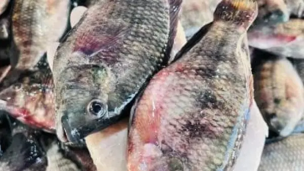 البلطي بـ 50 جنيها.. أسعار الأسماك في أسواق كفر الشيخ اليوم الخميس
