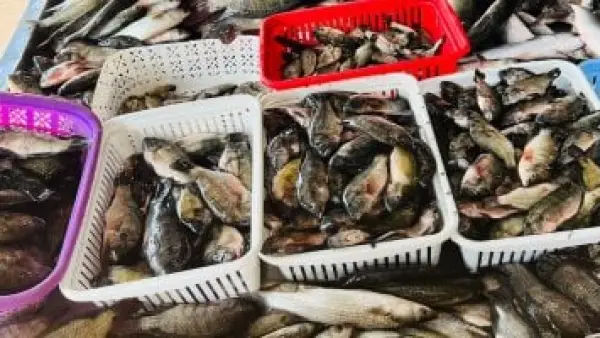 البلطي بـ 65 جنيهًا.. قائمة أسعار الأسماك في كفر الشيخ اليوم الأحد 2025