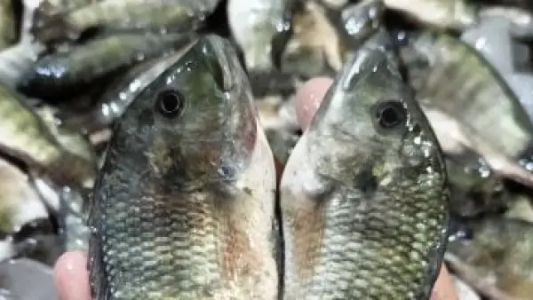 البلطي بـ 70 جنيها.. أسعار الأسماك في أسواق دمياط خلال تعاملات الجمعة