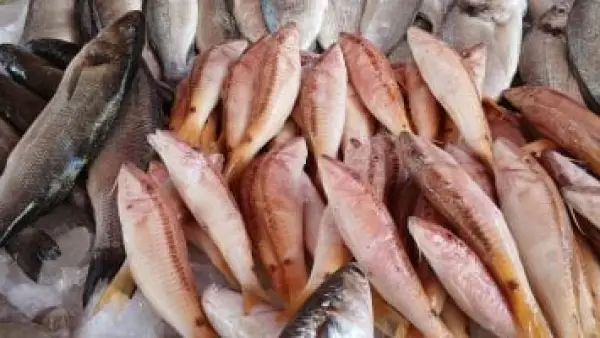 البلطي بـ65 جنيهًا.. قائمة أسعار السمك الكاملة في أسواق القليوبية اليوم