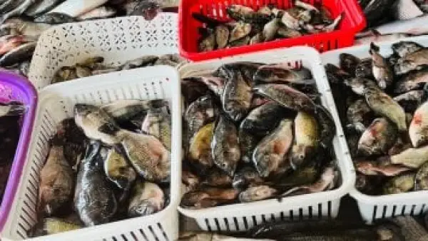 البلطي بـ70 جنيهًا.. تحديث أسعار الأسماك في أسواق كفر الشيخ لليوم الإثنين
