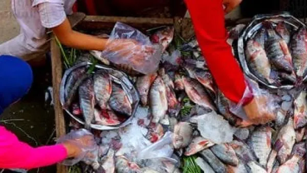 البلطي يسجل 80 جنيهًا.. هدوء حذر يسيطر على أسعار السمك في أسواق كفر الشيخ.