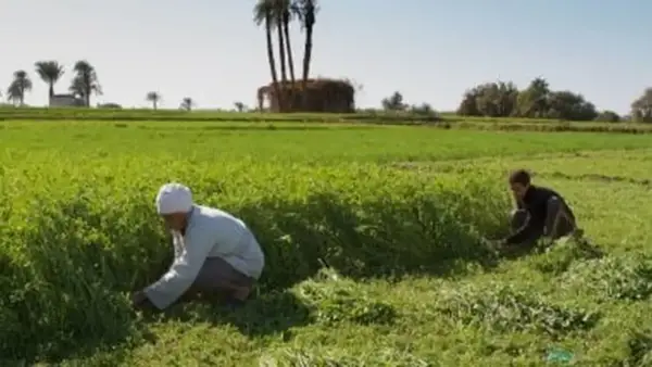 الزراعة في الدقهلية تنطلق بزراعة 231 ألف فدان قمح ودعم حكومي يعزز إنتاجية الفلاحين