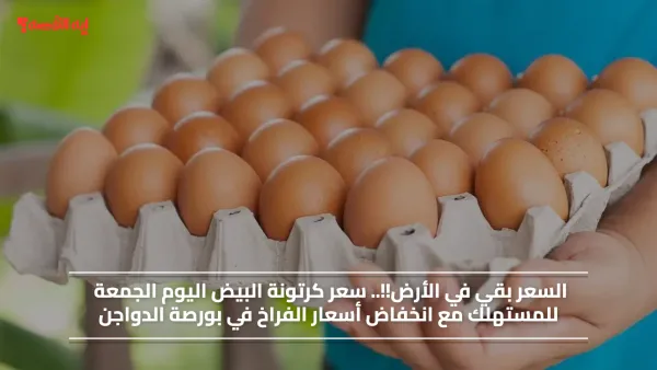 السعر بقي في الأرض!!.. سعر كرتونة البيض اليوم الجمعة للمستهلك مع انخفاض أسعار الفراخ في بورصة الدواجن