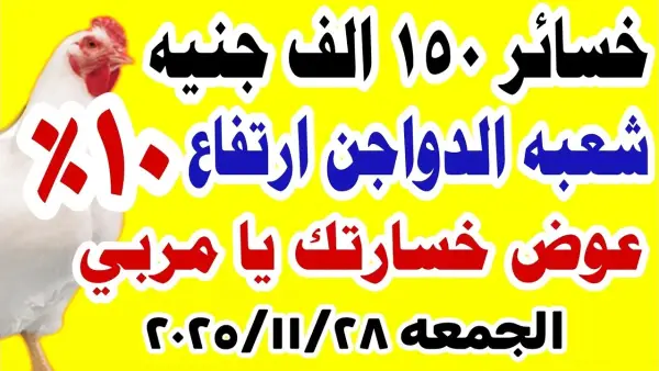 السعر مستقر.. بورصة الدواجن اليوم أسعار الفراخ البيضاء في مصر الجمعة 28 نوفمبر 2025